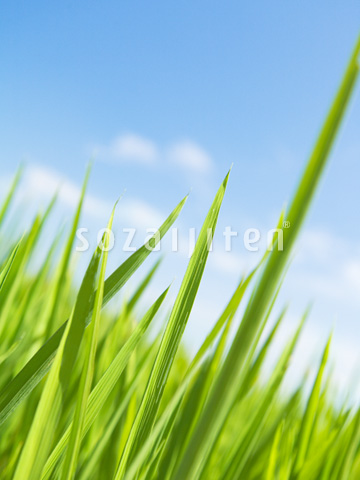 ��Ƒ��ނ�