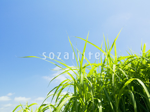 ��Ƒ��ނ�