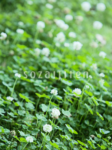 �V���c���N�T