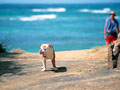 犬の散歩