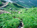 登山道