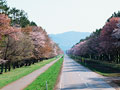 静内二十間道路の桜並木