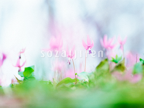 �J�^�N��