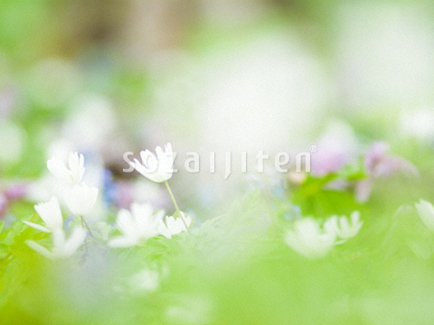 �L�N�U�L�C�`�Q