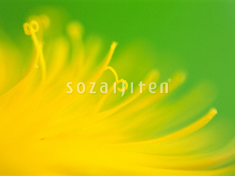 �Z�C���E�^���|�|