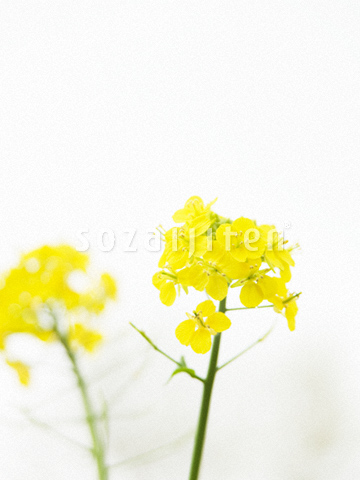 �i�m�n�i