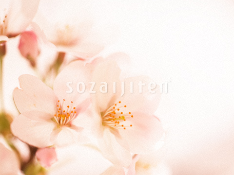 �T�N��
