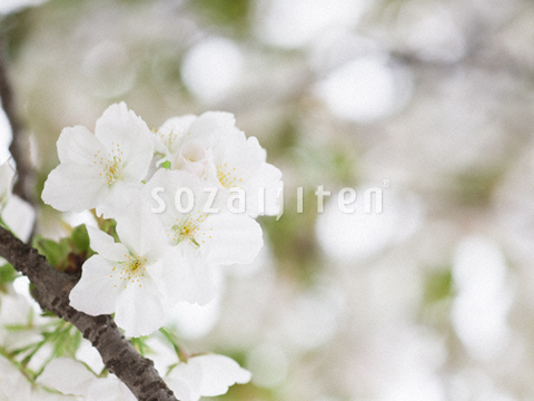 �T�N��