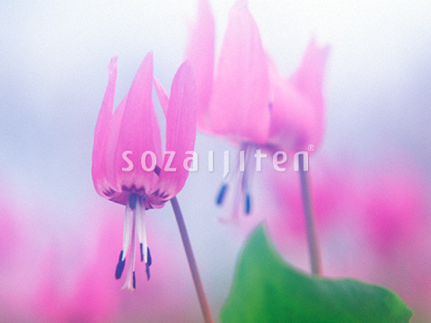 �J�^�N��