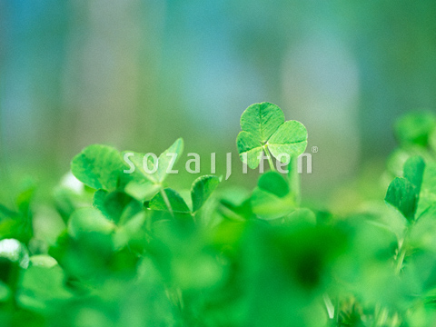 �V���c���N�T