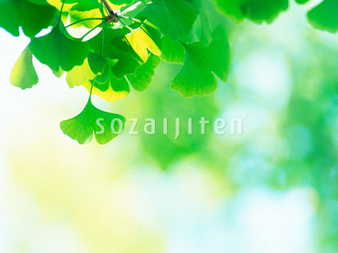 �C�`���E�̗t