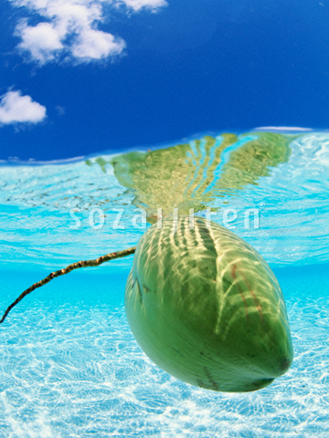 �C���̃��V�̎�