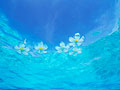 海に浮かぶプルメリア