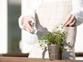 観葉植物の水遣り