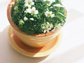 鉢植え