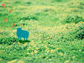 草原にいる羊のイメージ