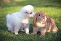 小犬とウサギ
