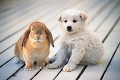 子犬とウサギ