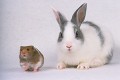 ウサギとハムスター