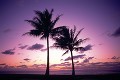 夕焼けに染まる椰子の木