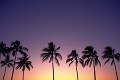 夕焼けと椰子の木