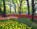 チューリップ横浜公園