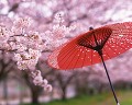 桜イメージ
