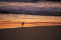 夕暮れのビーチとカモメ