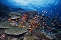 珊瑚礁と熱帯魚