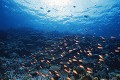 海底の珊瑚礁と熱帯魚