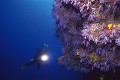 海底の珊瑚礁とダイバー