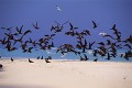 モルジブの鳥たち