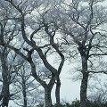 樹木