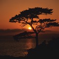 夕焼けと樹木