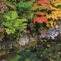 川の流れと紅葉