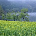 北竜湖の樹木と花畑