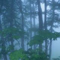 靄の中の樹木