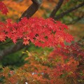 糠平湖の紅葉