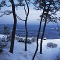 冬の海と樹木