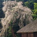 しだれ桜