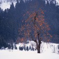 雪と樹木