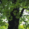 新緑の樹木