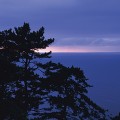 夕暮れの海と樹木
