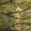 水辺の樹木と枝にとまる鳥