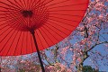 番傘と桜