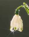 花と雫