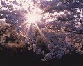 桜と太陽の光