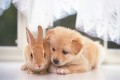 子犬とウサギ