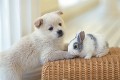 子犬とウサギ