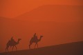 ギザの砂漠とラクダ